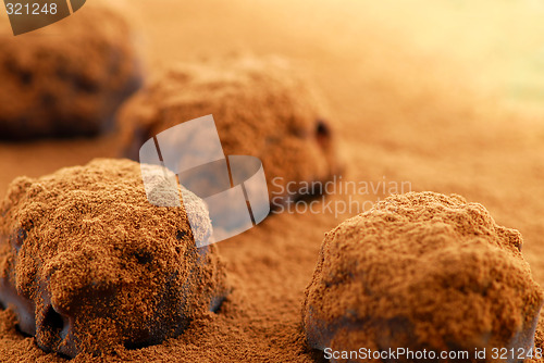 Image of Chocolate truffles