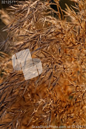 Image of Gold grass