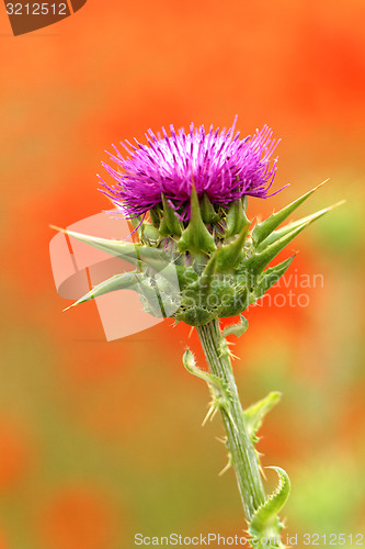 Image of Thistle