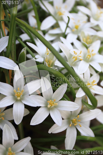 Image of White flower