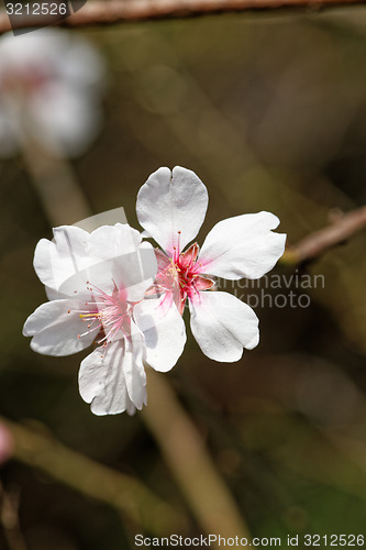 Image of Tree flowering