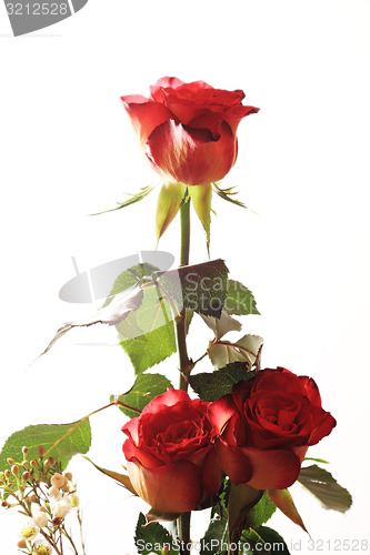 Image of Red roses