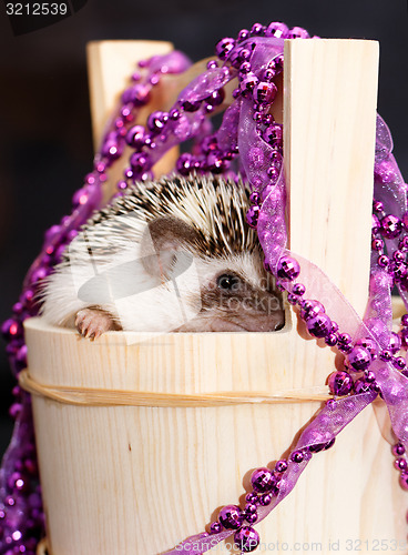 Image of A cute little hedgehog - ( African white- bellied hedgehog )