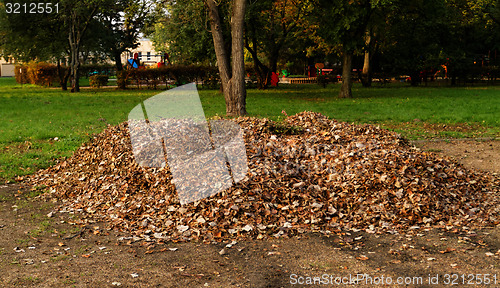 Image of Autumn leaves