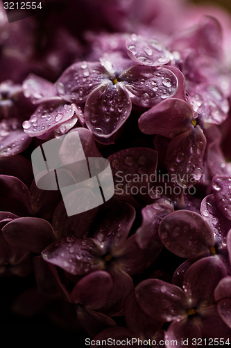 Image of Purple lilac