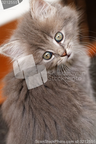 Image of Beautiful grey kitten