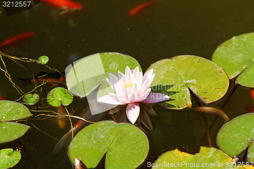 Image of Water lily