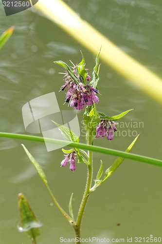 Image of Purple flower