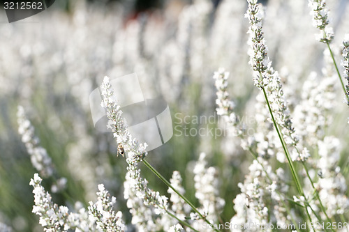 Image of White lavender flowers