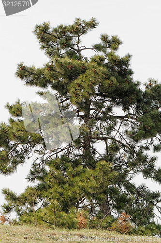 Image of Big tree