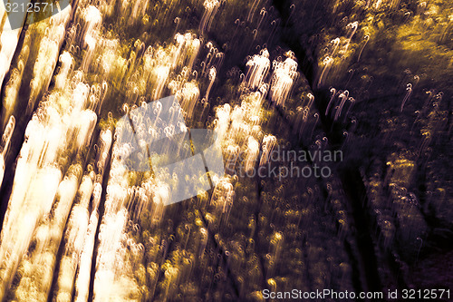 Image of Blurred trees background