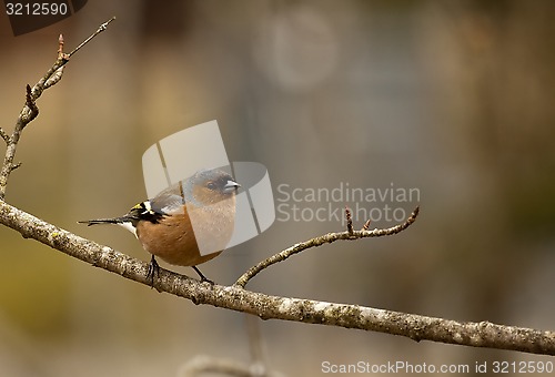 Image of chaffinch