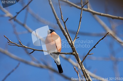 Image of bullfinch