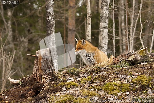Image of fox on hill
