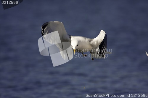 Image of gull