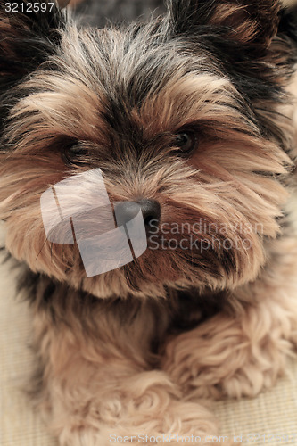 Image of Yorkshire terrier