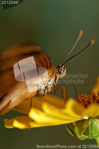 Image of Orange butterfly