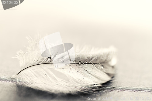 Image of White feather with water drops