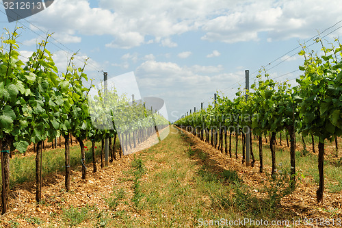 Image of Tokay grapes