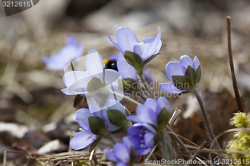 Image of hepatica