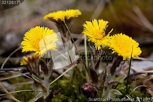 Image of tussilago