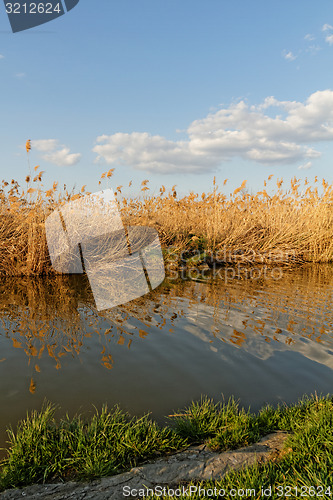 Image of Reeds at the lake
