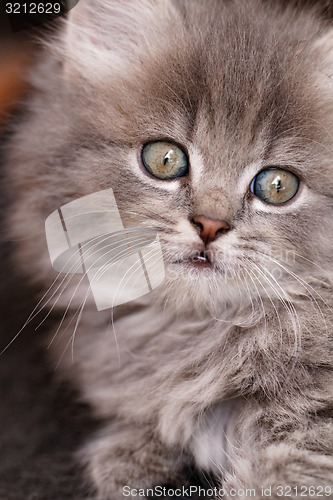 Image of Beautiful grey kitten