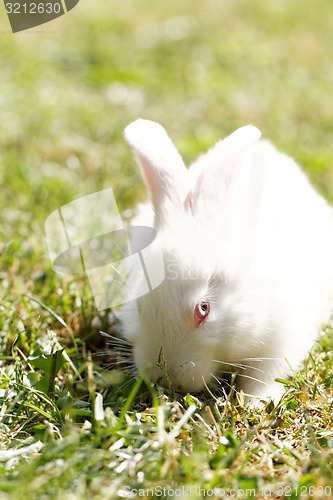 Image of White bunny