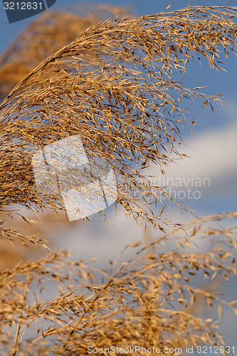 Image of Gold grass