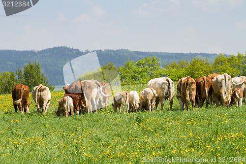 Image of Herd of cows at spring green field