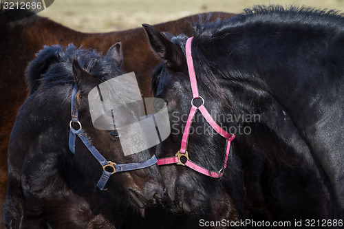 Image of Beauty foal - friesian horse stallion