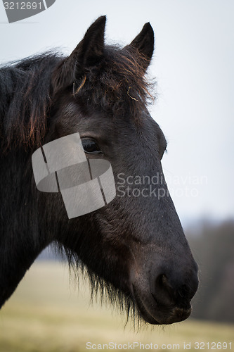 Image of Beauty foal - friesian horse stallion