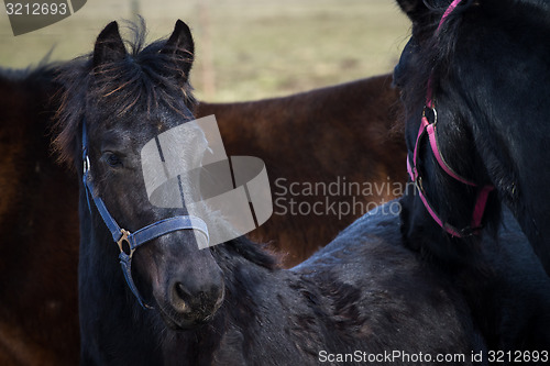 Image of Beauty foal - friesian horse stallion