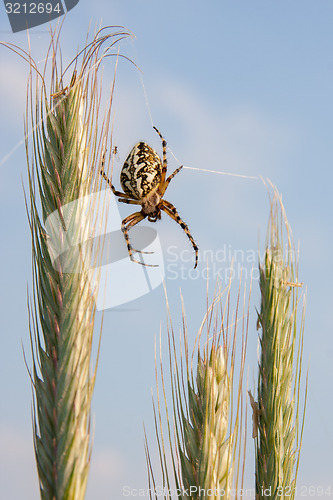 Image of Spider on wheat