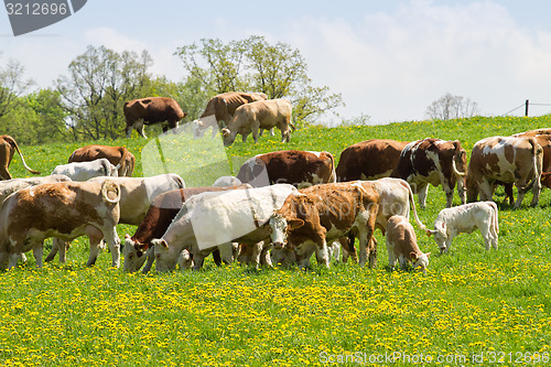 Image of Herd of cows at spring green field
