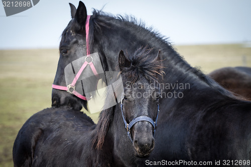 Image of Beauty foal - friesian horse stallion