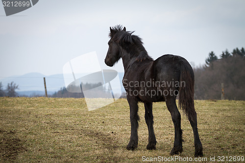 Image of Beauty foal - friesian horse stallion