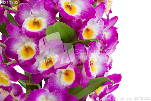 Image of Pink dendrobium orchid flowers on a white background 