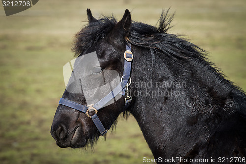 Image of Beauty foal - friesian horse stallion