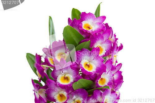 Image of Pink dendrobium orchid flowers on a white background 