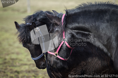 Image of Beauty foal - friesian horse stallion