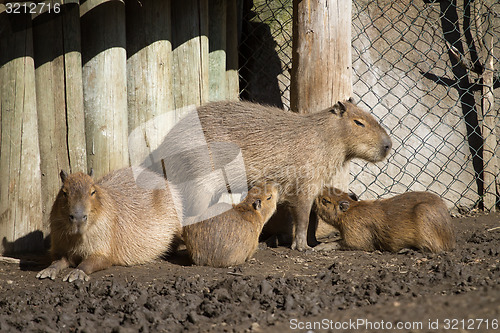 Image of Capybara and her cubs