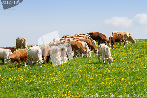 Image of Herd of cows at spring green field