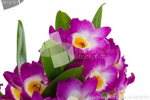 Image of Pink dendrobium orchid flowers on a white background 