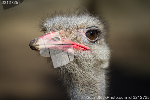 Image of Portrait of a Greater Rhea - Rhea americana