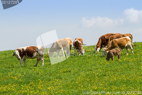 Image of Herd of cows at spring green field