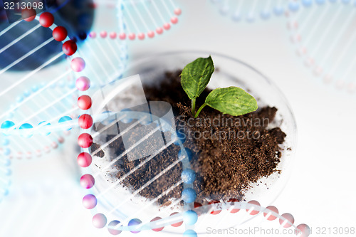 Image of close up of plant and soil in lab