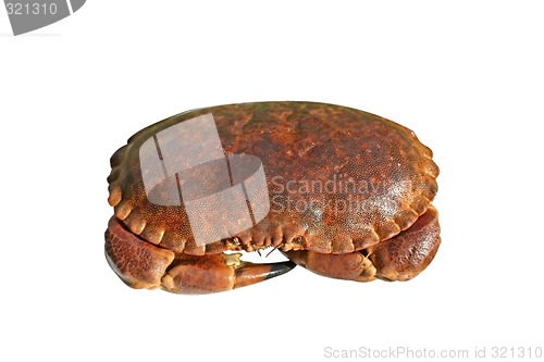 Image of Crab