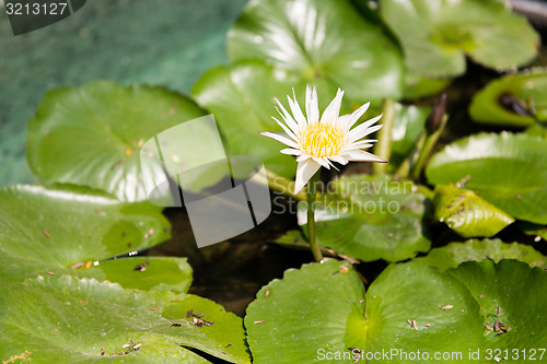 Image of white water lily in pond