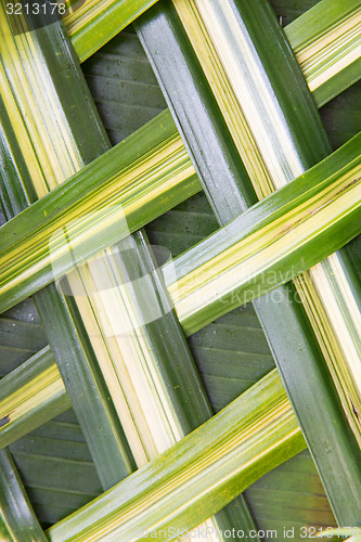 Image of green palm tree leaf grid texture